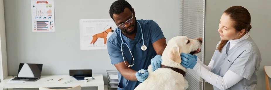 quanto custa a faculdade de medicina veterinária