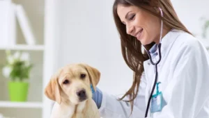 Faculdade de Medicina Veterinária dura quantos anos?