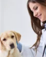 Faculdade de Medicina Veterinária dura quantos anos?