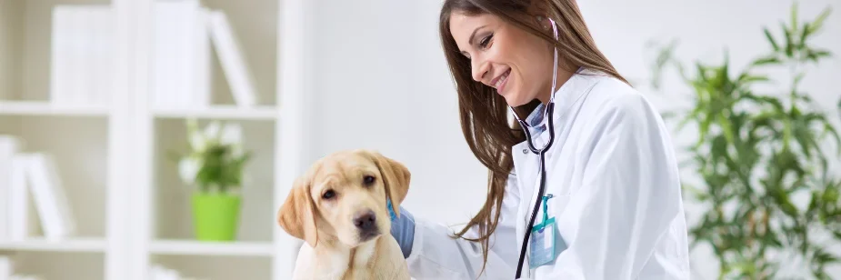 Faculdade de Medicina Veterinária dura quantos anos?